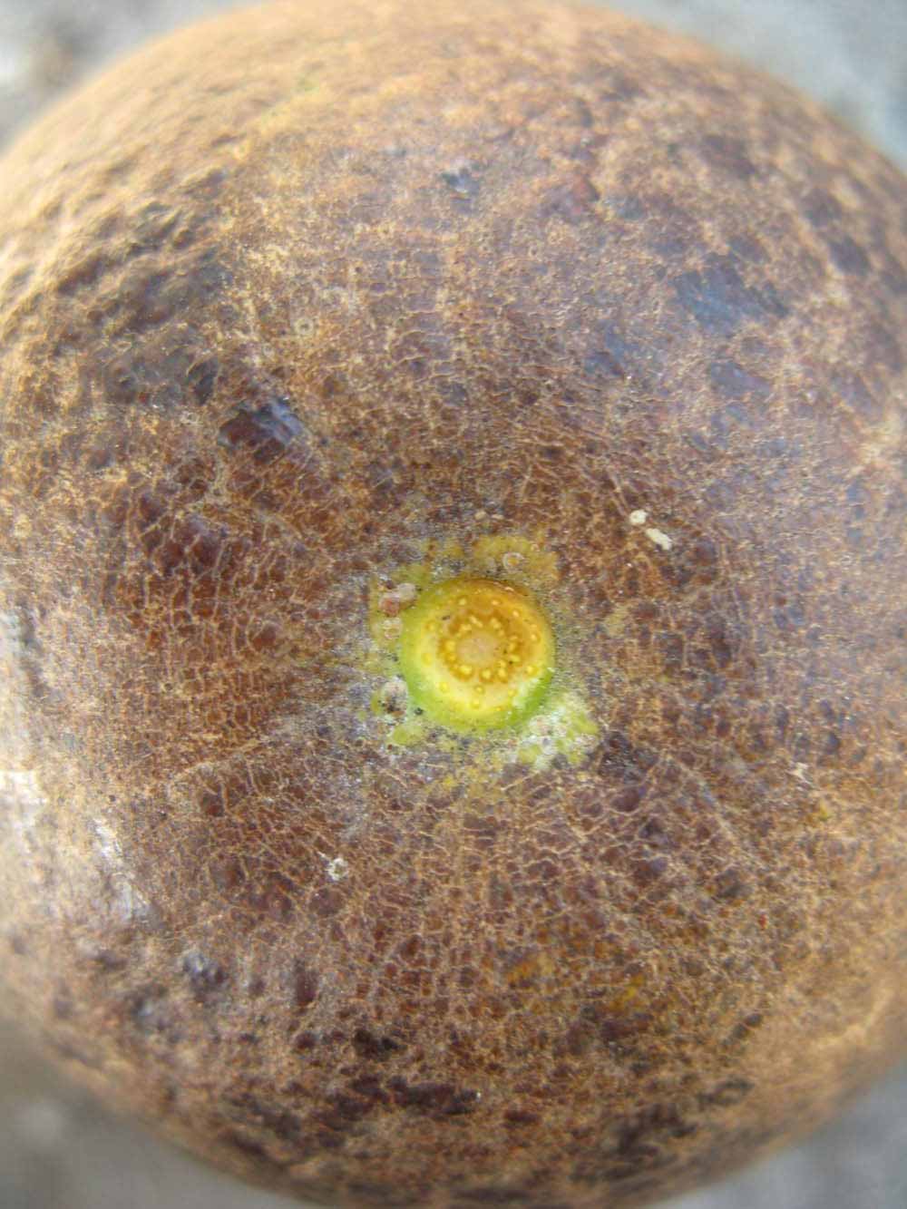            Fruit (Winter Haven, FL)   